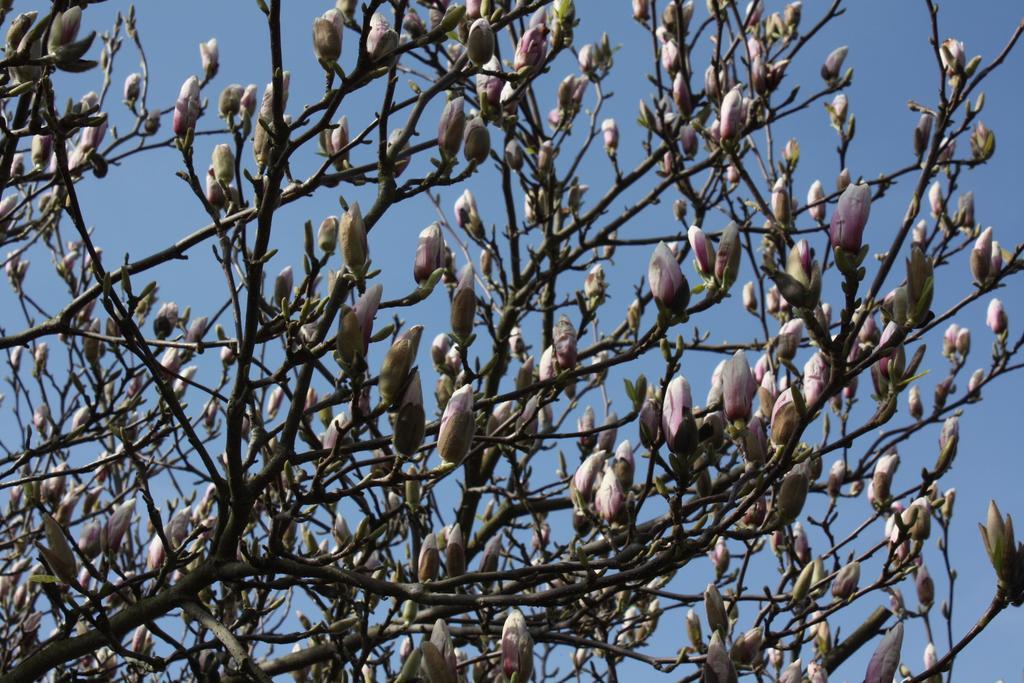 Magnolia Appartement Vlijmen Exteriér fotografie